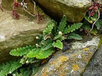 Asplenium ceterach 38, Schubvaren, Saxifraga-Hans Grotenhuis