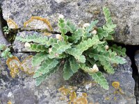 Asplenium ceterach 39, Schubvaren, Saxifraga-Hans Grotenhuis