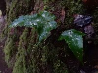 Asplenium hemionitis