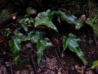 Asplenium hemionitis 10, Saxifraga-Ed Stikvoort