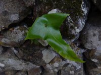 Asplenium hemionitis 11, Saxifraga-Ed Stikvoort