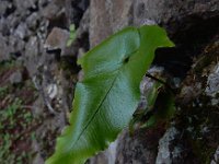 Asplenium hemionitis 12, Saxifraga-Ed Stikvoort