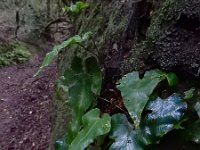 Asplenium hemionitis 2, Saxifraga-Ed Stikvoort