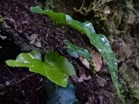 Asplenium hemionitis 3, Saxifraga-Ed Stikvoort