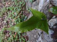 Asplenium hemionitis 5, Saxifraga-Ed Stikvoort