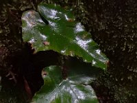 Asplenium hemionitis 7, Saxifraga-Ed Stikvoort