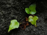 Asplenium hemionitis 8, Saxifraga-Ed Stikvoort