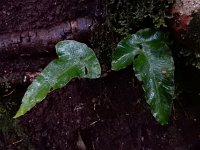 Asplenium hemionitis 9, Saxifraga-Ed Stikvoort