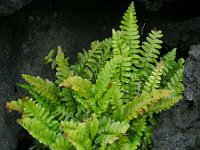 Asplenium marinum