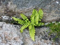 Asplenium marinum 11, Saxifraga-Jeroen Willemsen