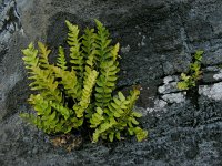 Asplenium marinum 2, Zeestreepvaren, Saxifraga-Ed Stikvoort