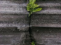 Asplenium marinum 5, Zeestreepvaren, Saxifraga-Ed Stikvoort