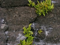 Asplenium marinum 7, Zeestreepvaren, Saxifraga-Ed Stikvoort