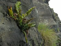 Asplenium marinum 9, Zeestreepvaren, Saxifraga-Ed Stikvoort