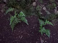 Asplenium onopteris 10, Saxifraga-Ed Stikvoort