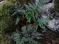 Asplenium onopteris 11, Saxifraga-Ed Stikvoort