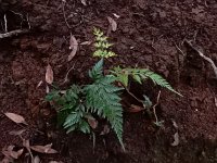 Asplenium onopteris 14, Saxifraga-Ed Stikvoort