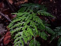 Asplenium onopteris 15, Saxifraga-Ed Stikvoort