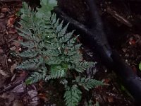 Asplenium onopteris 16, Saxifraga-Ed Stikvoort