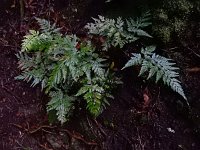 Asplenium onopteris 17, Saxifraga-Ed Stikvoort