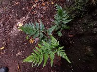 Asplenium onopteris 19, Saxifraga-Ed Stikvoort