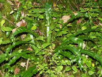 Asplenium scolopendrium 45, Tongvaren, Saxifraga-Hans Grotenhuis