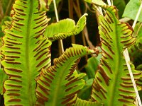 Asplenium scolopendrium 47, Tongvaren, Saxifraga-Hans Grotenhuis