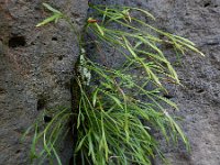 Asplenium septentrionale 19, Noordse streepvaren, Saxifraga-Ed Stikvoort