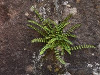 Asplenium trichomanes 45, Steenbreekvaren, Saxifraga--Luuk Vermeer