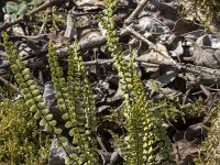 Asplenium trichomanes 48, Steenbreekvaren, Saxifraga-Willem van Kruijsbergen