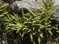 Asplenium trichomanes 49, Steenbreekvaren, Saxifraga-Willem van Kruijsbergen