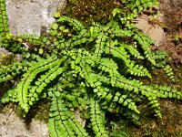 Asplenium trichomanes 51, Steenbreekvaren, Saxifraga-Hans Grotenhuis