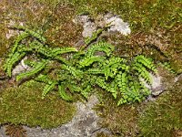 Asplenium trichomanes 52, Steenbreekvaren, Saxifraga-Hans Grotenhuis