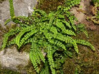 Asplenium trichomanes 53, Steenbreekvaren, Saxifraga-Hans Grotenhuis