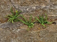 Asplenium trichomanes 54, Steenbreekvaren, Saxifraga-Hans Grotenhuis