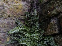 Asplenium trichomanes ssp pachyrachis 55, Getrapte steenbreekvaren, Saxifraga-Ed Stikvoort : getrapte steenbreekvaren Rijen