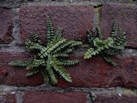 Asplenium trichomanes ssp pachyrachis 57, Getrapte steenbreekvaren, Saxifraga-Ed Stikvoort : getrapte steenbreekvaren Rijen