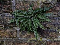 Asplenium trichomanes ssp pachyrachis 58, Getrapte steenbreekvaren, Saxifraga-Ed Stikvoort : getrapte steenbreekvaren Rijen