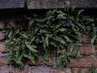 Asplenium trichomanes ssp pachyrachis 59, Getrapte steenbreekvaren, Saxifraga-Ed Stikvoort : getrapte steenbreekvaren Rijen