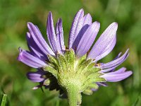 Aster alpinus 45, Saxifraga-Sonja Bouwman  Alpenaster - Aster alpinus - Asteraceae familie