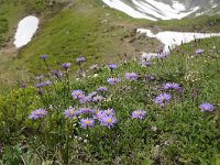 Aster alpinus 48, Saxifraga-Luuk Vermeer