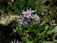 Aster amellus ssp ibericus 6, Saxifraga-Ed Stikvoort