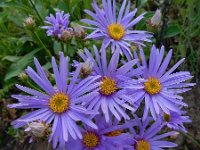 Aster amellus ssp ibericus 7, Saxifraga-Ed Stikvoort