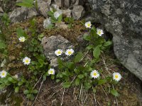 Aster bellidiastrum 10, Saxifraga-Annemiek Bouwman