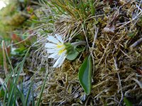 Aster bellidiastrum 12, Saxifraga-Rutger Barendse