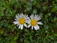 Aster bellidiastrum 13, Saxifraga-Rutger Barendse