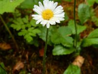 Aster bellidiastrum 16, Saxifraga-Ed Stikvoort