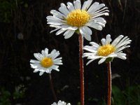 Aster bellidiastrum 17, Saxifraga-Ed Stikvoort