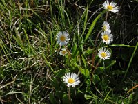 Aster bellidiastrum 19, Saxifraga-Ed Stikvoort