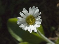 Aster bellidiastrum 2, Saxifraga-Marijke Verhagen